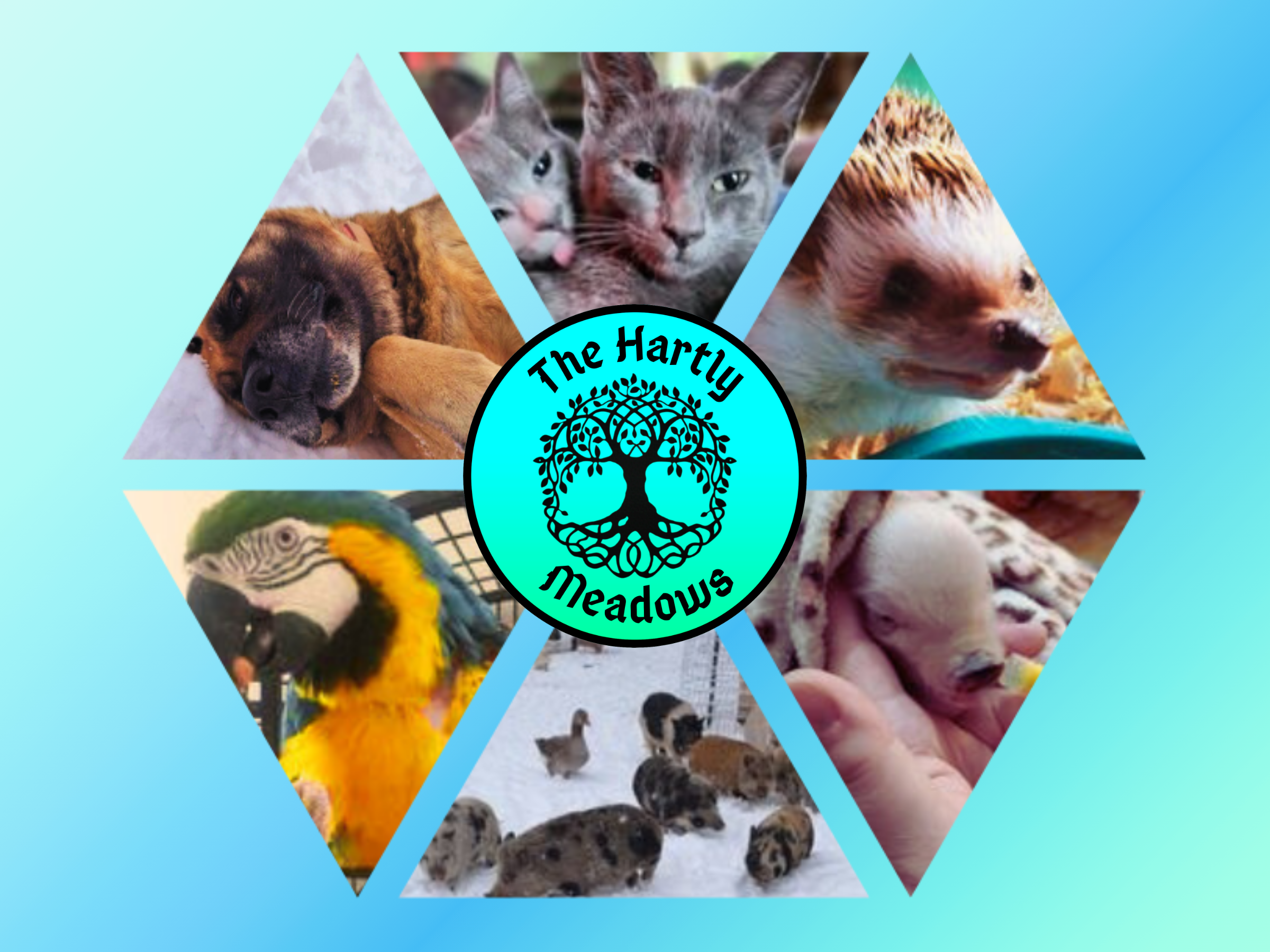 Logo for The Hartly Meadows Foundation