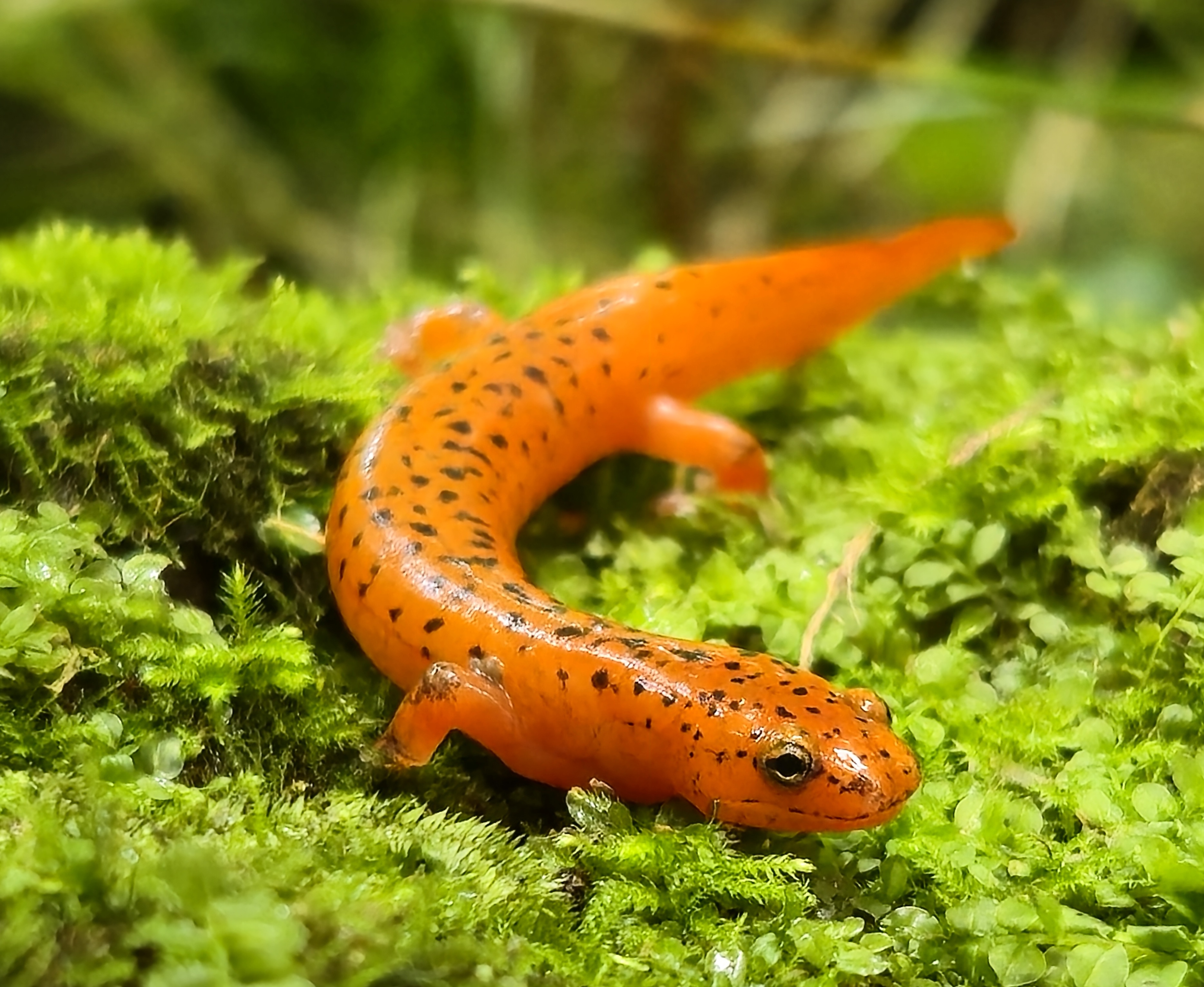Logo for Atlantic Biodiversity Institute